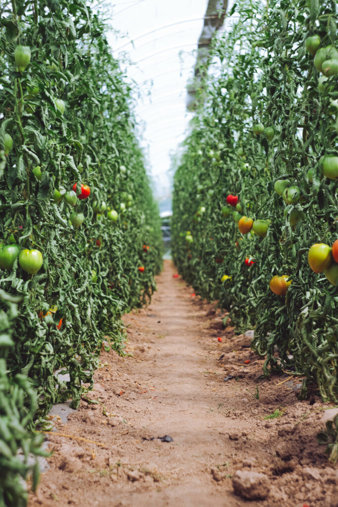 tomato garden
